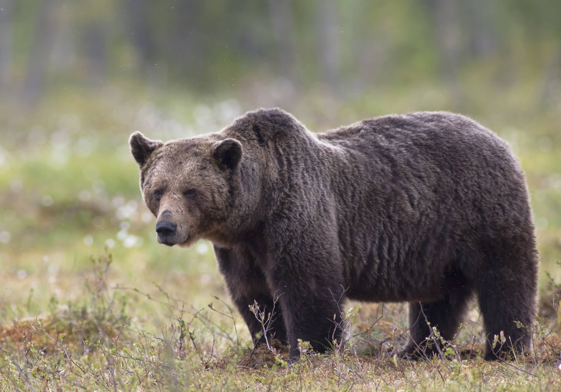 Ours brun dans son milieu naturel Ours brun dans son milieu naturel