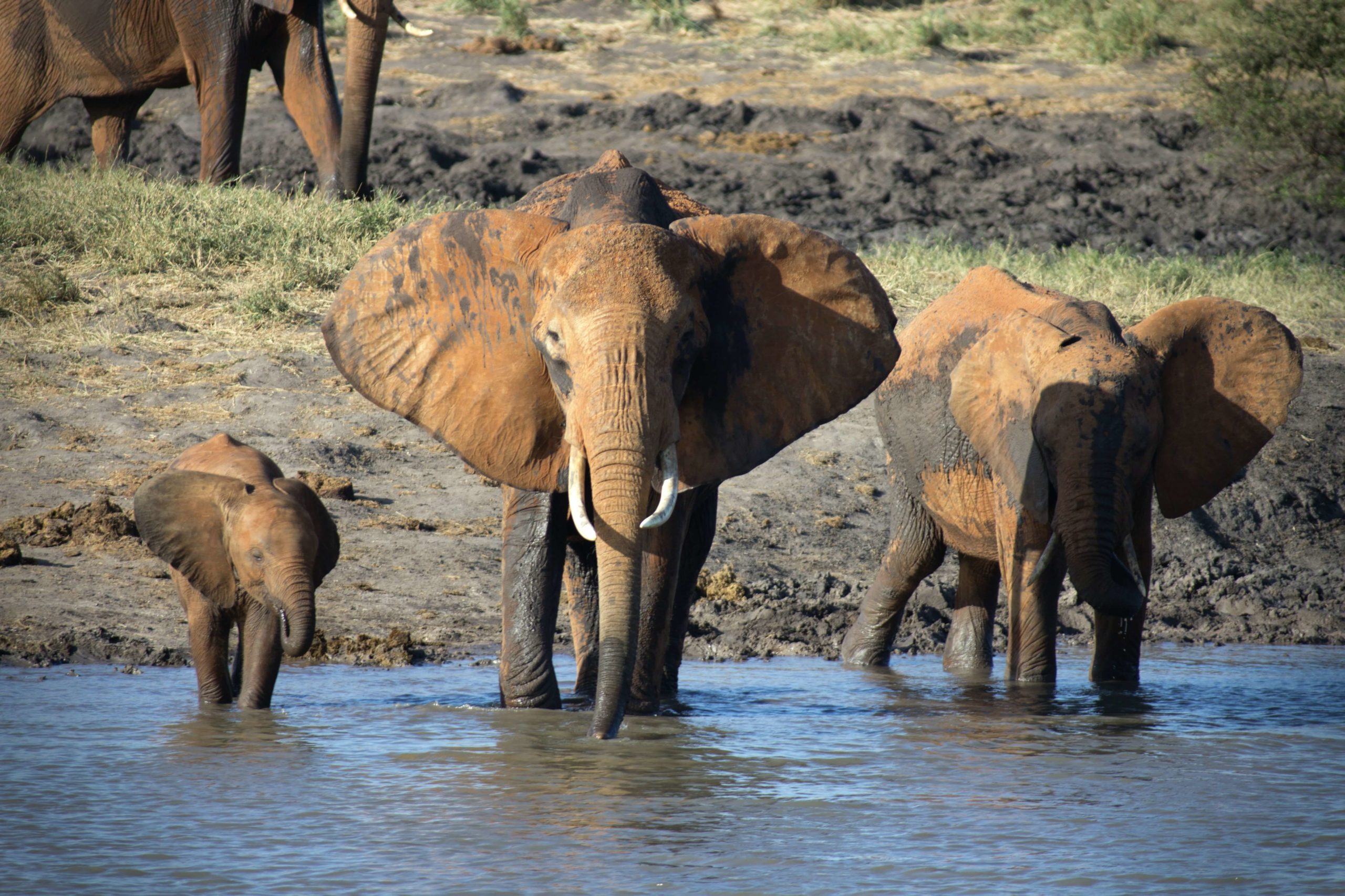 Éléphant d’Afrique Éléphant d'Afrique