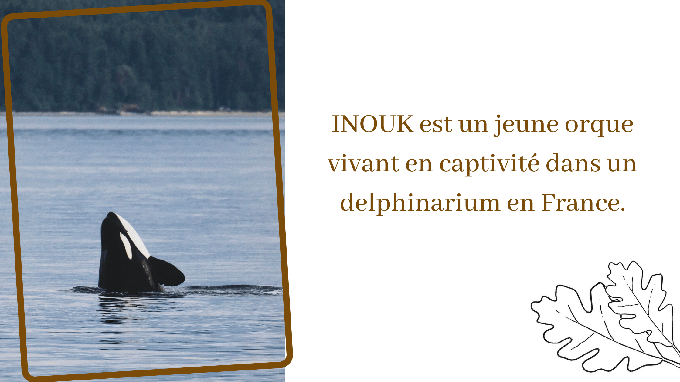 OLAF est un ours polaire qui a vécu plusieurs années dans un zoo en France. (3) (1) Hommage orque Inouk
