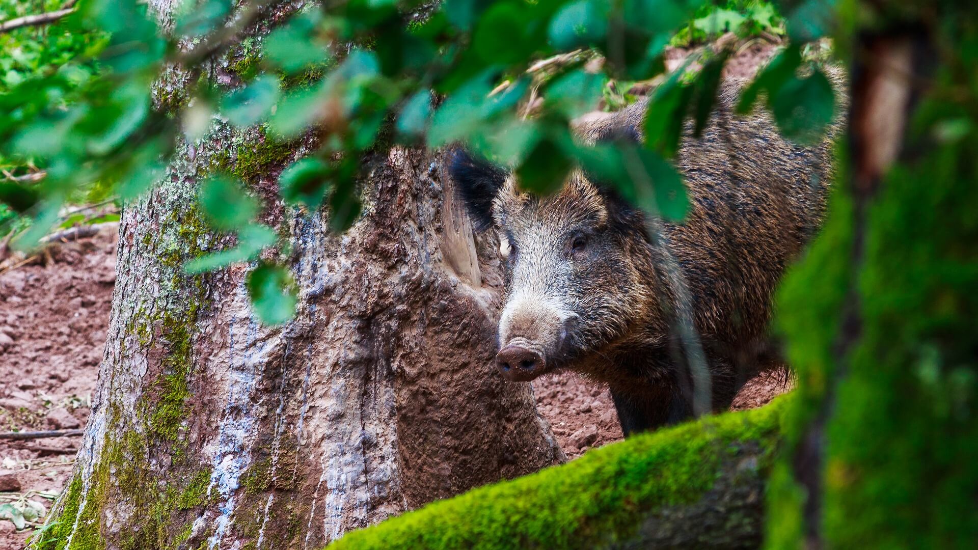 boar-5768037_1920 (1)