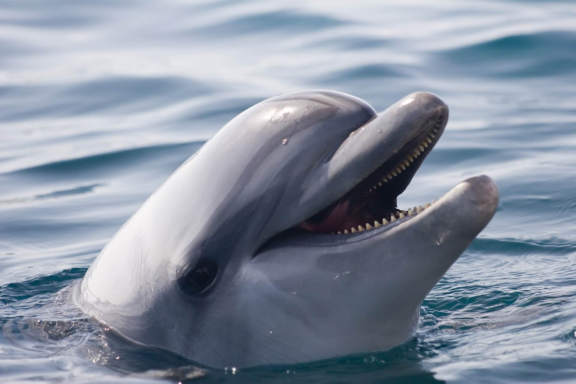 dolphin-1019615_1920 (1)