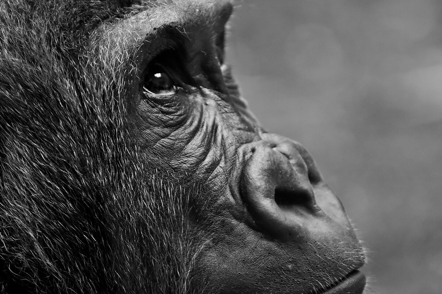 gorilla-2876068_1920 (1)