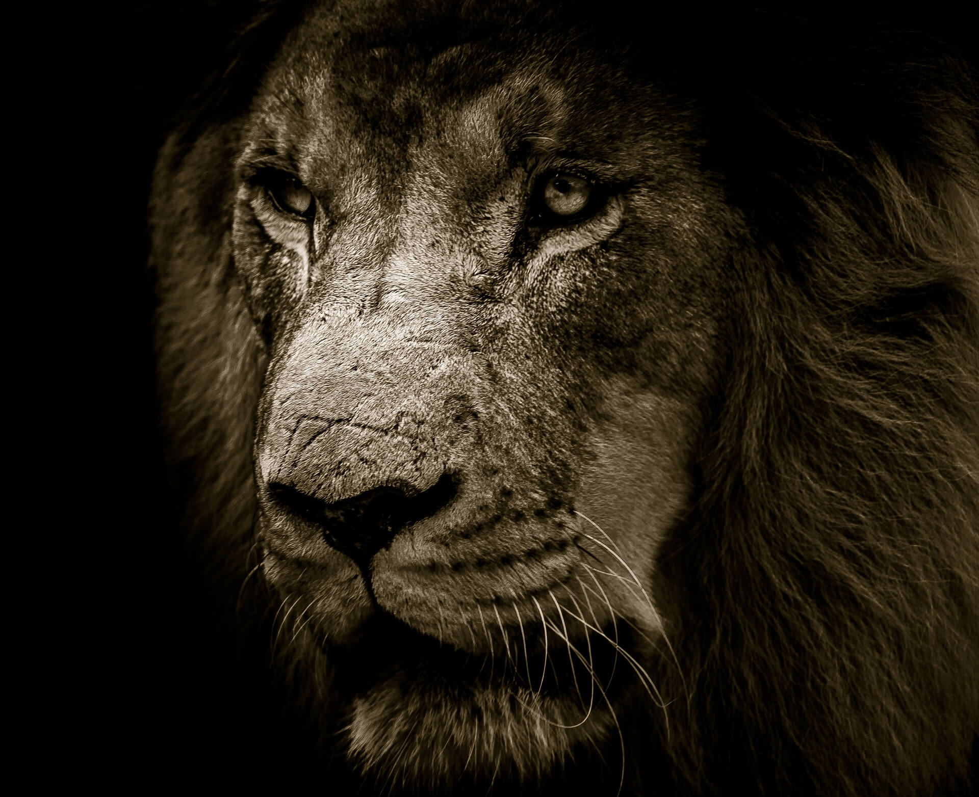 lion-3007701_1920 (1)