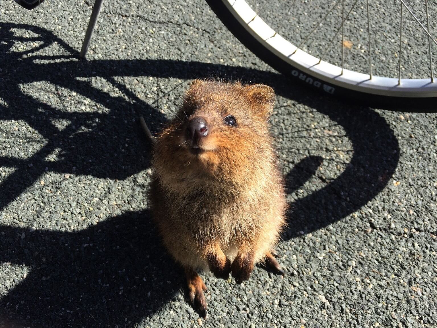 quokka-2676171_1920 (1)