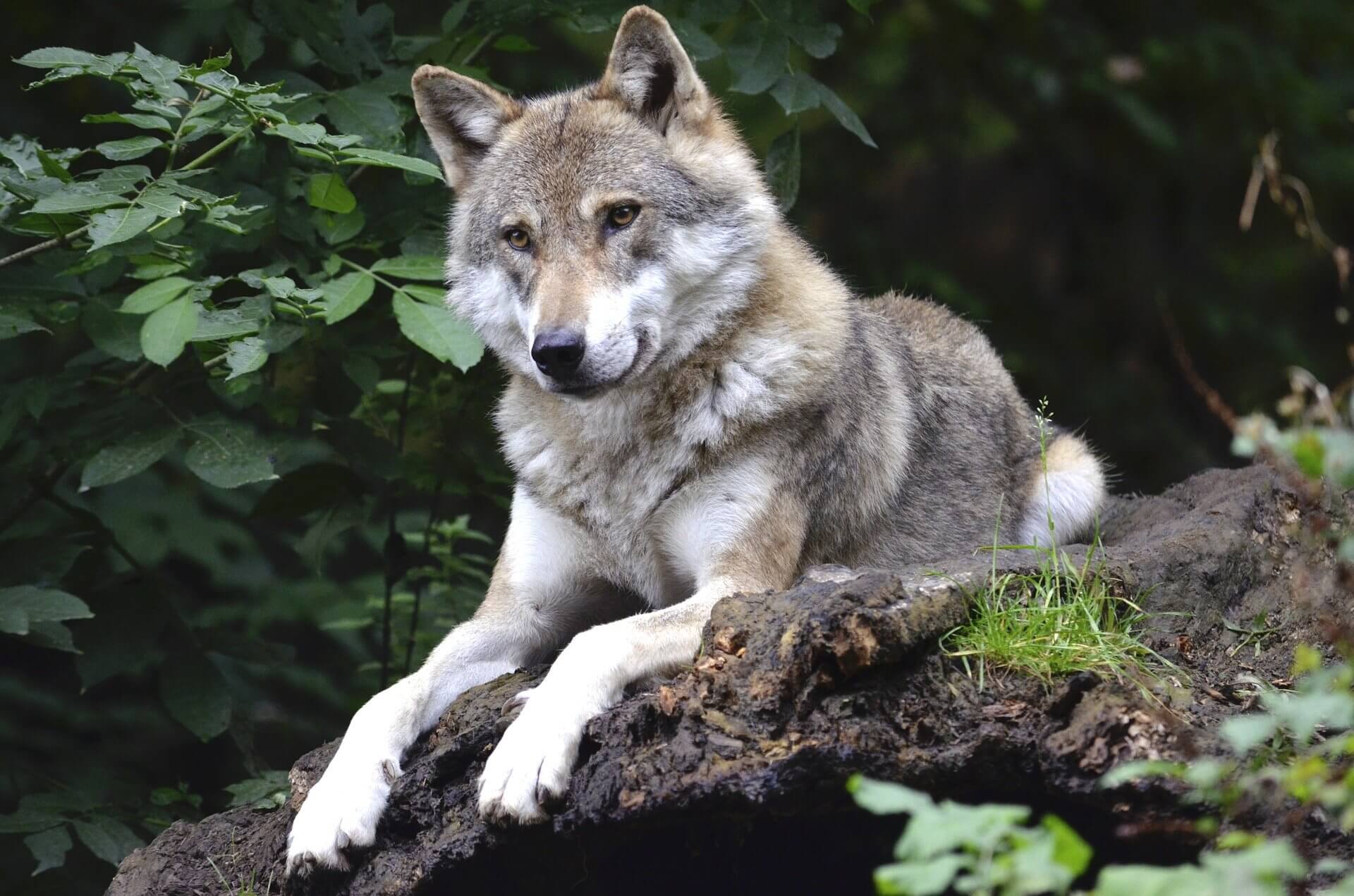 wolf-1336229_1920 (1) Collection Loup maroquinerie vegan